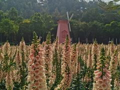 -顺峰山公园