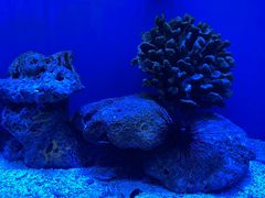 -上海海洋水族馆