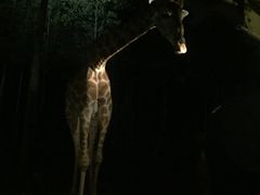 -清迈夜间动物园