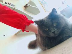 -飞行喵MR PILOT|猫舍·猫咖(静安大融城店)