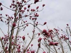 -白鹭湾湿地公园