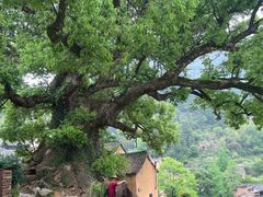 -杨家堂村