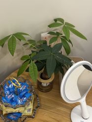 -小珂丽格医疗美容