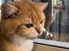 -Heymao猫咖.咖啡厅(东门店)