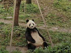 -都江堰中华大熊猫苑