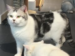 -Heymao猫咖.咖啡厅(东门店)
