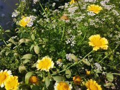 -CoCo都可(官林大梦想城店)