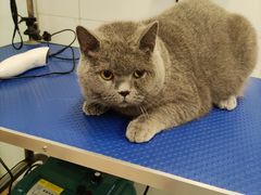 -袖虎宠物(锦绣生态园店)