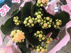 长寿花-龙大花卉苗木市场