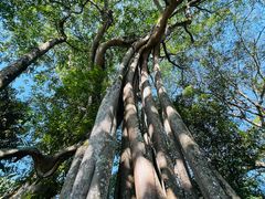 -瑞丽独树成林风景区