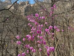 -崂山巨峰游览区