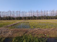 -上海长兴岛郊野公园