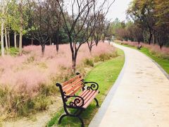 -昆山城市生态森林公园