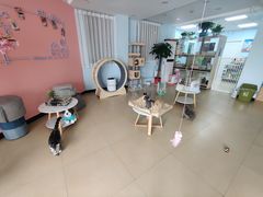 -喵宠乐园·撸猫互动·猫舍