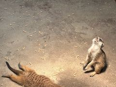 -绿色星球动物主题公园