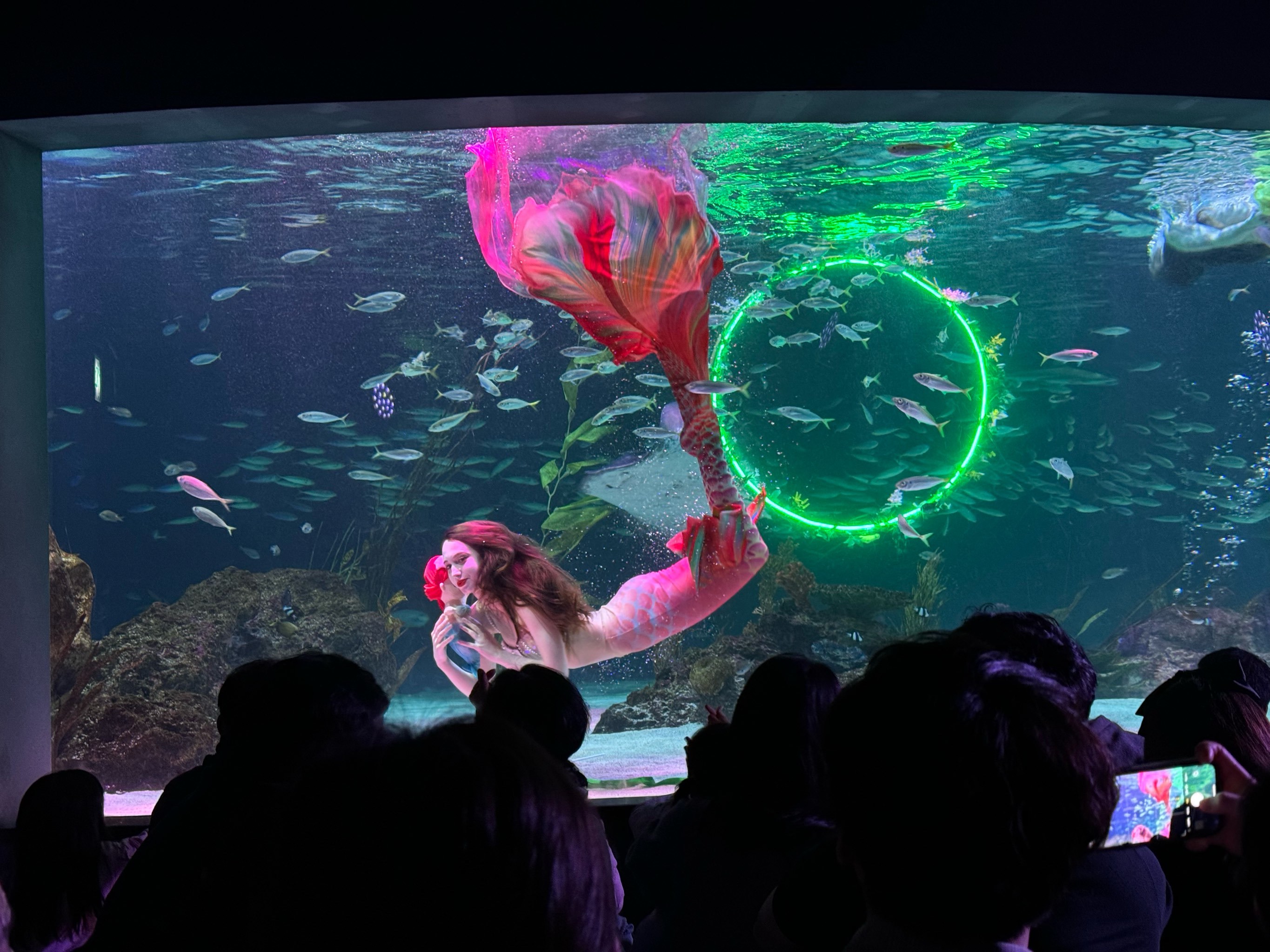 大家说美人鱼🧜‍♀️美不美呢?