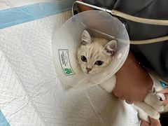 -中农大我爱我爱24h动物医院·中医针灸·猫专科·骨科医疗中心(双井店)