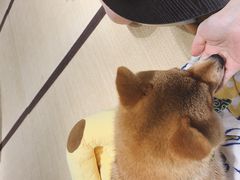 -逗柴咖啡屋·狗咖猫咖宠物桌游