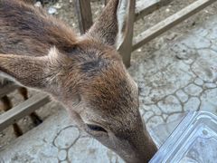 -栾川竹海野生动物园