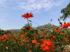 -南宁良凤江国家森林公园