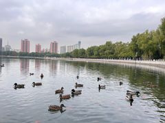 -莲花池公园