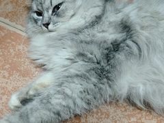-瑞派康怡24h宠物医院·犬猫医疗中心·微创绝育(瑞景分院)