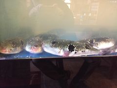 -天正河鲀·河豚亭(大连店)