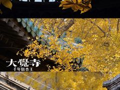 -大觉寺-停车场