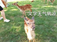 -北京鹿世界主题园