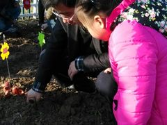-荷兰花海