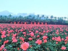 -亚龙湾国际玫瑰谷