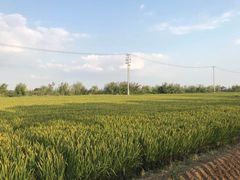 -七的湖·晚芳亭·阳澄湖农家菜·大闸蟹(莲花岛店)