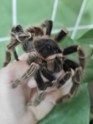 -Moni星球萌宠·小马宝莉·灵蛇·高端高阶全萌宠互动体验俱乐部(红豆国际广场店)