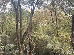 -上海佘山国家森林公园天马山园