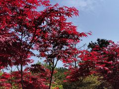 -大兴滨河森林公园