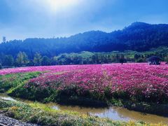 -径山花海