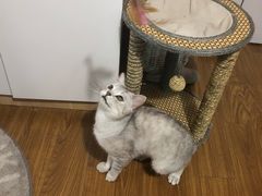 -守诺宠物医院·眼科· 特色牙科·异宠专科(虹口店)