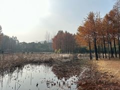 -长广溪湿地公园