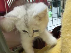 -嘉馨宠物医院·CT影像转诊·心脏科·犬猫全科诊疗中心(下沙大学城院区)