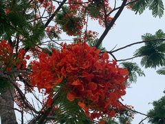 -芒洲湿地公园