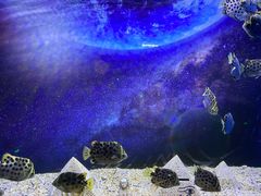 -芜湖新华联大白鲸海洋公园