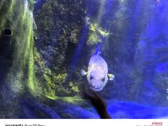 -太平洋海底世界