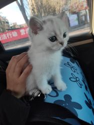 -babiline芭比莱恩半永久纹眉纹唇发际线