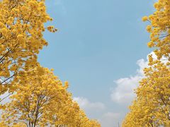 -洲头咀公园