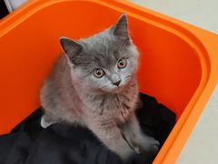 -lincat·猫舍(广州店)