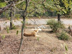 -深圳野生动物园