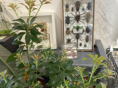 -植物学家的女儿(北马道巷店)