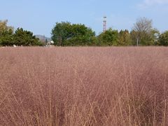 -羊亭河湿地公园