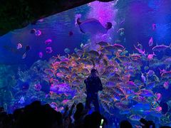 -芜湖新华联大白鲸海洋公园