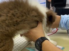 -瑞派动物医院·猫专科·至诚(江南中分院)